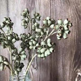 Dry Eucalyptus Fruits Decorative Natural Dried Flowers And Zombie Fruits Bouquet