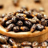 50+ Castor Bean Seeds, Beautifully patterned bean seeds, palma christi, wonderboom, Giant Castor Bean