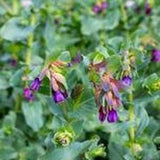 10 Pcs Cerinthe Honeywort  Seeds-FL250- Major Pupurascens-Easy to  grow hummingbird attracting Annual