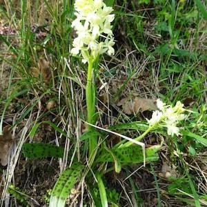 Orchis provincialis bulb or seed pod and substrate. the Provence orchid, ground orchids, orchid bulb, yellow orchids, spotted yellow orchid