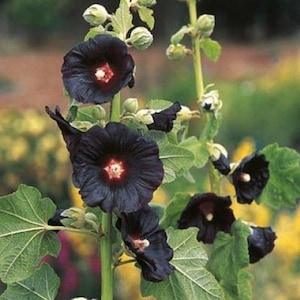 20 Seeds Black Watchmen Hollyhock- Alcea Rosea
