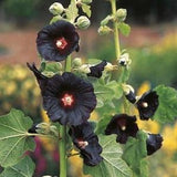 20 Seeds Black Watchmen Hollyhock- Alcea Rosea