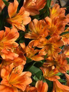 Alstromeria Flower Delivery