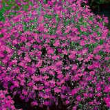 100 Pcs  Trailing Pendula Cascade Red Flower  Seeds- Lobelia Erinus Rosamond-Very Beautiful Lobelia Pendula Trailing (FL332)