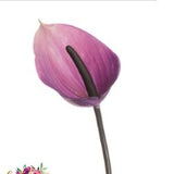 23" Faux Purple Anthurium Spray, Artificial Tropical Flowers, Real Touch Latex Plant, Hawaiian Arrangement, Fake Plastic, Wreath Supplies