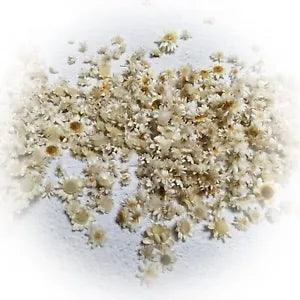 Preserved Dried Flower Plant, Dried Pressed Flowers and Leaves, 100Pcs Dried