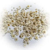 Preserved Dried Flower Plant, Dried Pressed Flowers and Leaves, 100Pcs Dried