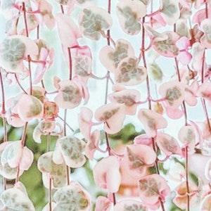 PROMOTION - Variegated String Of Hearts, vsoh, Ceropegia woodii, Rosary Vine, Sweetheart Vine, Hanging, Trailing plant