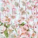 PROMOTION - Variegated String Of Hearts, vsoh, Ceropegia woodii, Rosary Vine, Sweetheart Vine, Hanging, Trailing plant