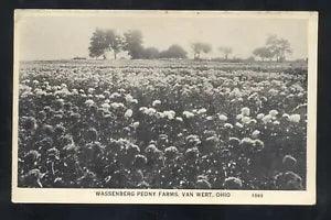 VAN WERT OHIO WASSENBERG PEONY FLOWERS FARMS FARMING VINTAGE POSTCARD