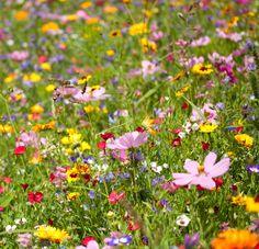 Wildflowers For Zone 5 Gardens: Tips On Planting Wildflowers In Zone 5 Flower Delivery
