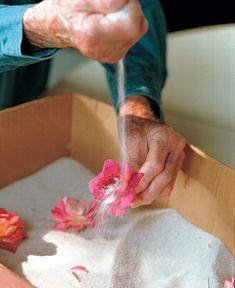 Drying Flowers in Sand - FineGardening Flower Delivery