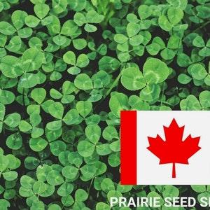100+ Fairy Garden Clover Seeds, Perennial Edging Border, Bunny Gnome Garden Cute Ground Cover Tiny White Flowers Canada Canadian + FREE Gift