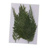 12 Pieces Natural Pressed Dried Flowers Fern Leaves DIY Art Craft Scrapbooks
