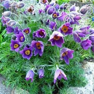 Violet Pasque Flower Seeds/Anemone Pulsatilla/Perennial   25+