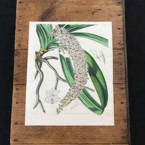 Buyenlarge Orchid, Original 1844 Hand Colored Curtis Botanical Print for Framing