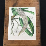 Buyenlarge Orchid, Original 1844 Hand Colored Curtis Botanical Print for Framing