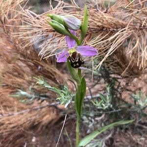 Ophrys apifera, bee orchid, 1 bulb or seed pod and substrate