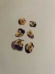 Pressed Dried Flowers All Natural Not Dyed Or Coloured Viola Flowers Purple L1