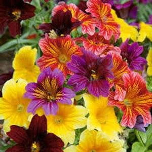 100 Pcs  Painted Tongue Flower Mix Seeds- SALPIGLOSSIS SINUATA- Superbissima Flower /(FL116)