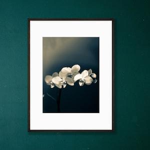 Orchids art print - Botanical decor - Botanical art print - Floral wall art - Flower photography - Black & white flowers - Powder room decor
