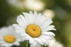 How to Take Care of Daisy Flowers Flower Delivery