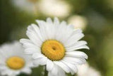How to Take Care of Daisy Flowers Flower Delivery