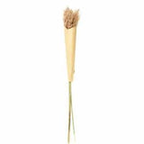 ASA Selection Pampas grass dried flower grasses decoration 75 cm Brown