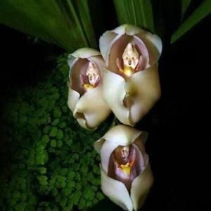 50Pcs Swaddled babies Flower seed (Anguloa uniflora) Orchid Seeds.(#0284)