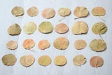 24pcs Natural Pressed leaves Dried for DIY Art Bookmark Gift Decoration