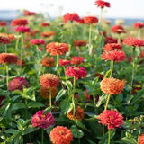 25 Benary's Desert Sunset Zinnia Seed Mix / Zinnia Elegans / Cut Flower /Bouquet Flowers /Wedding Flowers / English Garden / Wildflowers