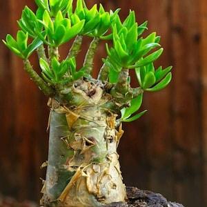 African Succulent Butter Tree, Bonsai Succulent, Tylecodon paniculatus seeds, Rare plant