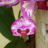 Orchid Earring, Orchid Jewelry, Magenta Flower, Purple Orchid Plant, Resin Flower Earring, Floral Dangle Earring, Gift for Mom, Pink Orchid
