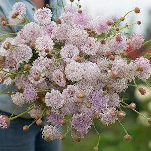 35 Lacy Lavender pink Didiscus Seed