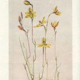 Vintage Botanical Print Antique Orchid Flowers, yellow plant print botanical lithograph print bookplate wall art print flower plants