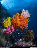 Crinoid Flower Delivery
