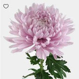 14 Most Popular Wedding Flowers for 2022 | Emmaline Bride Flower Delivery