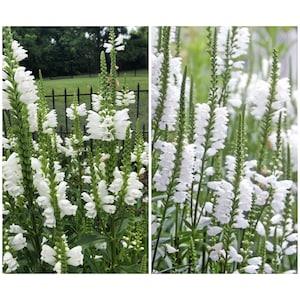 WHITE OBEDIENT PLANT Seeds - Perennial False Dragonhead l  Native Canadian Wildflower l Physostegia Virginiana l Non Gmo Wildflower Seeds