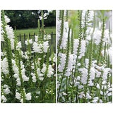 WHITE OBEDIENT PLANT Seeds - Perennial False Dragonhead l  Native Canadian Wildflower l Physostegia Virginiana l Non Gmo Wildflower Seeds
