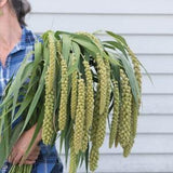 100 Lime Light Spray Millet Grass Seed / Setaria Italica / Ornamental Grass / Cut flower / Dried Grass / Bouquet / Decor / English Garden /