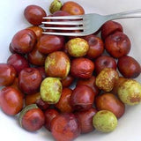 Ziziphus Jujuba - Red Chinese Date Tree - Fruit Jujube Yellow Flower - 10 Seeds