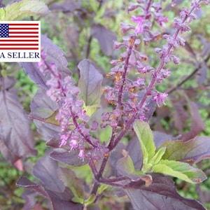 250 Thai HOLY BASIL Tulsi Ocimum Sanctum Tenuiflorum Herb Flower Seeds