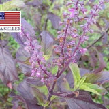 250 Thai HOLY BASIL Tulsi Ocimum Sanctum Tenuiflorum Herb Flower Seeds