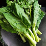 Gai Lan Seeds | Chinese Broccoli | 50+ seeds | Organic Heirloom Leafy Green | ????
