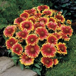 50 seeds, Gaillardia / Blanket Flower