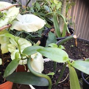 2 vanilla plants from Reunion Island (Bourbon vanilla planifolia) S