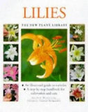 Lilies by Mikolajski, Andrew