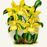 Orchid No. 649, 1885, Linden auth., botanical print (giclee) on canvas, 50x70cm. or 20x25" approx.