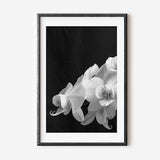 White Orchid Photo, Black and White Photography, Flower Photography, Modern Minimalist Poster, Floral Artwork, Dark Wall Art, Printable
