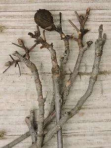 66 Hickory Tree Branch Twig Stick Buds Nuts Nature Floral Decor 1/8~3/8"D 4~16"L